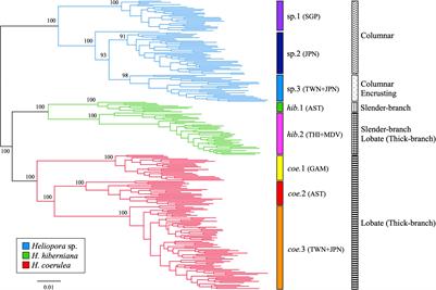 Phylogeography of Blue Corals (Genus Heliopora) Across the Indo-West Pacific